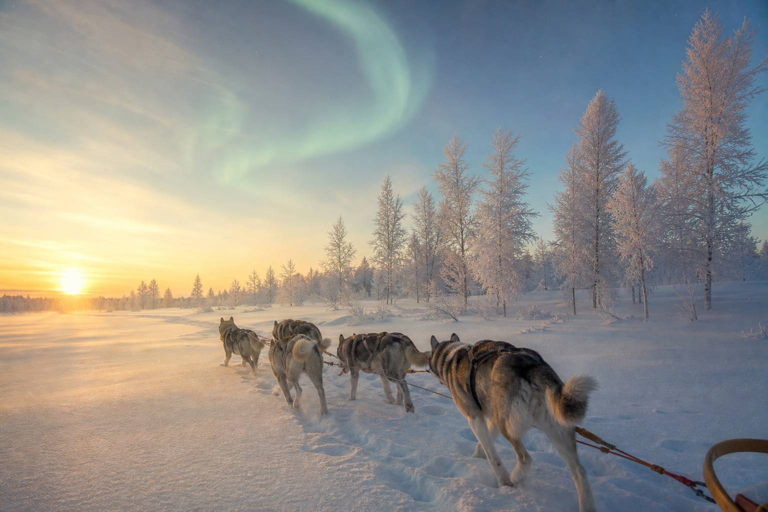 Traîneau tiré par des huskies dans la neige sous un ciel d'aurores boréales en Laponie suédoise